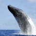 whale_humpback_h_00377_dom2424.jpg